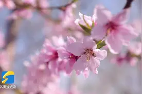 郯城：最美三月桃花开图片