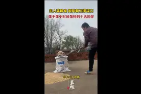 主人装粮食，狗狗帮忙撑袋口，像不像小时候帮妈妈干活的你图片