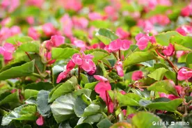 四季海棠花，晶莹又剔透图片