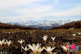 新疆塔城：野百合顶冰盛开 点缀高山冰原图片