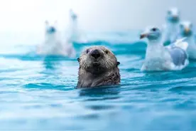 美国加州海獭死于罕见寄生虫菌株 研究人员称或也威胁人类图片