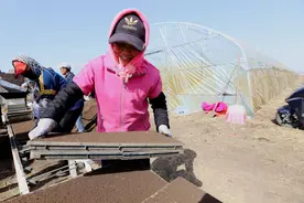 三月春光好，水稻育苗忙图片