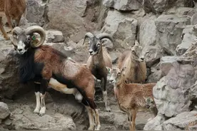 已会攀岩跳跃~但这头半月龄羊宝宝还在持续更新技能点~图片