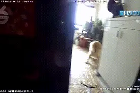 被自家狗狂叫乱咬吓到，李女士选择了报警图片