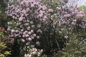 武汉植物园4米高的鹿角杜鹃开成花瀑！晴雨不定，抓紧欣赏图片
