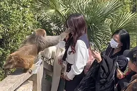 女子称给猴子喂食反被掌掴，景区：禁止投喂，若受伤可保险理赔图片