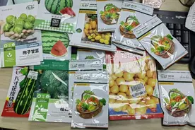 种菜上瘾：他们在阳台、办公室、书房里做起“都市农夫梦”图片