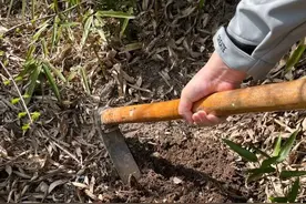 去竹林“挖笋”咋变成“夺笋”？没想到挖个笋，背后还有这么多门道图片