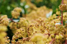 广西百色：漫山芒果花开 孕育丰收希望图片