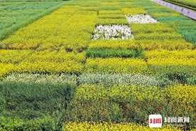 白色、红色、橙色……彩色油菜花你见过吗？｜天府粮心图片