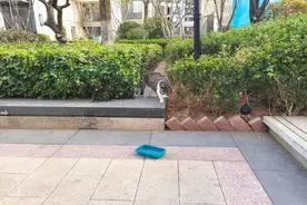 小区居民投喂流浪猫狗惹争议 不要轻易遗弃饲养的动物是关键图片