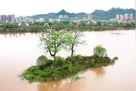 视频｜连州河湖美，常见白鹭飞图片