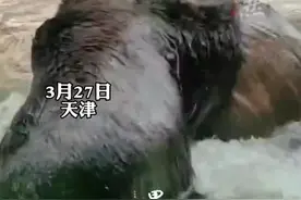 “哎哟动手了”！动物园俩熊打架，阿姨一旁解说，网友：果真天津人都会说相声图片