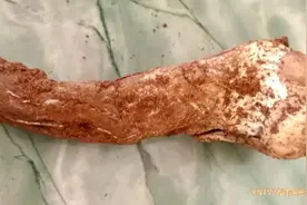 八两八1000元成交！还要敢吃！云南第一波见手青上市！图片