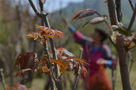 河北各地频现“挖野菜大军”！挖什么、去哪挖、怎么吃……这些都有讲究图片