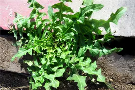 【新闻早茶】河北频现“挖野菜大军”！去哪儿挖、怎么吃，都有讲究！还有这些热点……图片