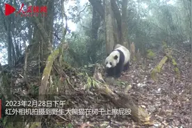 擦屁股、闻气味 想“脱单”的四川瓦屋山野生大熊猫集体“春游”图片