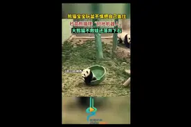 熊猫宝宝玩玩具不小心成“扫地机器人”，大熊猫不救娃还落井下石图片