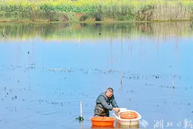 沉睡小龙虾跃上餐桌 赤壁市车埠镇稻田捕虾忙图片