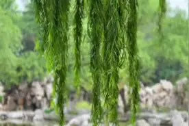 齐鲁政情｜山东这个市为建全域公园城市立法图片