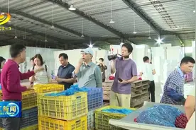 广东广播电视台珠江经济广播频率采风团到阳西采风图片
