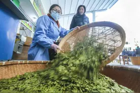 浙商银行杭州分行推“茶产业共富贷” 助力淳安茶产业高质量发展图片