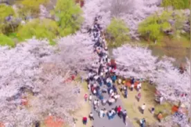 顾村进入盛花期！江浙沪多个景点游客爆满视频封面