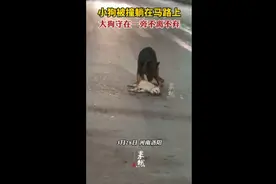 小狗被撞躺在马路上，大狗守在一旁不离不弃图片