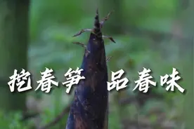 挖春笋 品春味图片