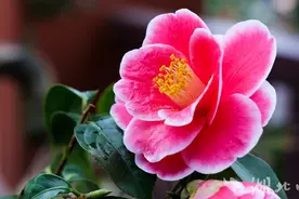 建始：四季茶花竞相绽放美不胜收图片