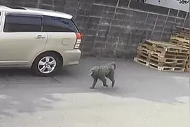 在台湾街头奔逃被抓的狒狒确认死亡，系被猎枪击中！引发争议图片