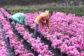 贵州：多彩花海背后的“美丽经济”图片