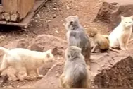 昆明动物园回应猴山内养猫抓老鼠：相处得像一家子图片