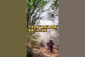 你好，树先生丨江华原始生态园：檵木成林，千年古樟底下涌清泉图片