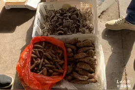 鸡枞、见手青“抢先”上市后咋就没动静了？开屏记者走访……图片