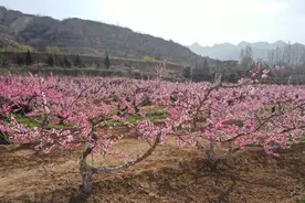 陕州：万亩桃花灼灼盛开图片