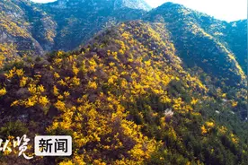 深读周刊·调查｜关注河北道地药材（1）：连翘如何做成大产业？图片