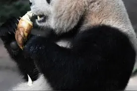 当珍稀动物成网红，“顶流”标签能带来更好保护吗？图片