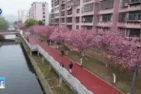 六盘水：樱花开放抱春来 市民赏花享春光图片