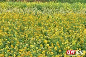 神奇！油菜花也能像月季花一样五颜六色，这你见过吗？图片