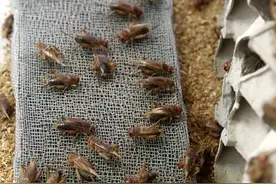 （外代二线）克罗地亚的昆虫农场图片