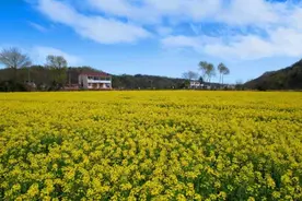 霍山县黑石渡镇：千亩油菜花齐盛开图片
