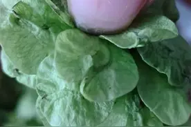 清新鲜香榆钱粥粉墨登场丨杏林之声图片