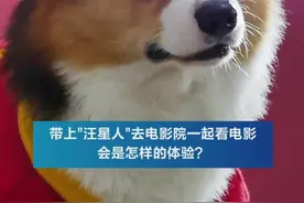和谁一起看《忠犬八公》？杭州有影院喊铲屎官带上狗子图片