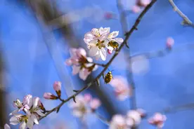 春风十里桃花笑图片