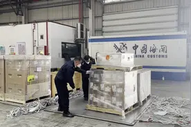 变色树蜥来沪被“抓”，海关移交给上海动物园图片