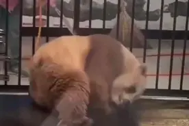 #棕色大熊猫七仔将参与繁殖计划#它是全球唯一一只圈养棕色熊猫图片