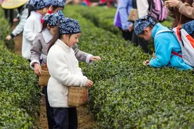 三月春光好 成都小学生采茶忙图片