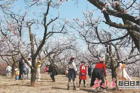 【图片新闻】杏花绽放俏争春图片