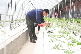 产业观察|鱼菜共生形成小型生态系统，让鱼儿肥、蔬菜香图片